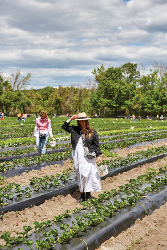 Heart & Soil Celebrate strawberry season at these Lowcountry Upick